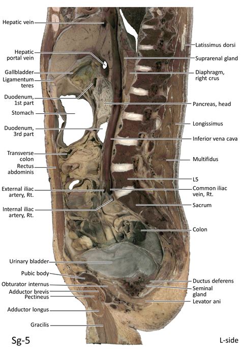 咽門|KMU Anatomy Video